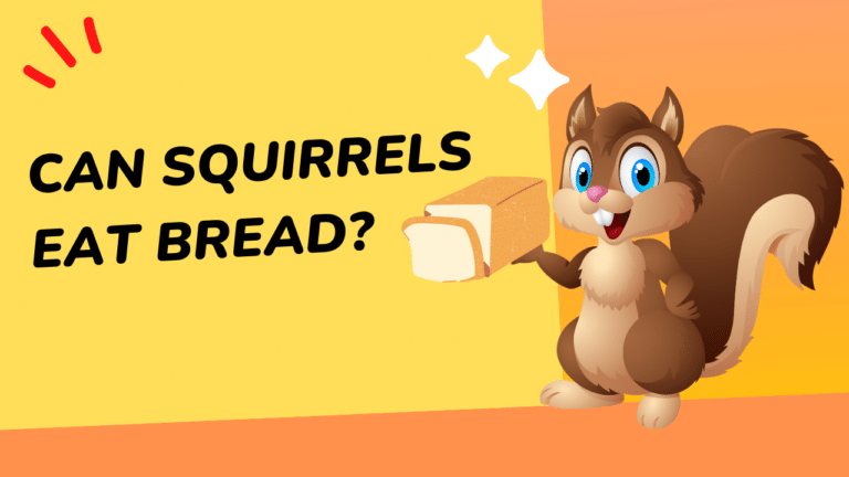 what do you feed a baby squirel