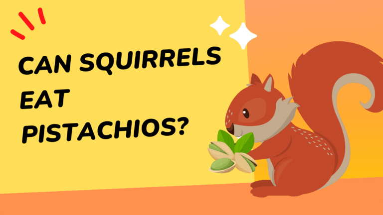 what are squirrels good for