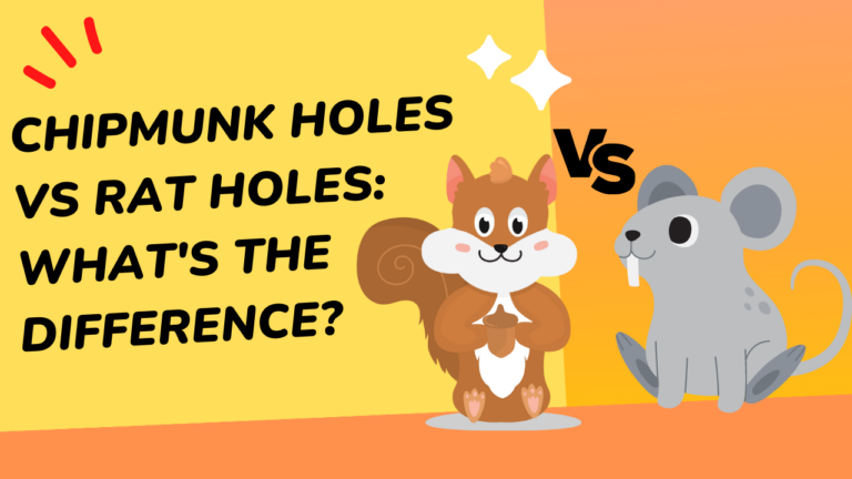 Chipmunk Holes vs Rat Holes: What’s the Difference?