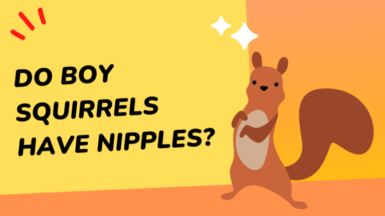Do Boy Squirrels Have Nipples?