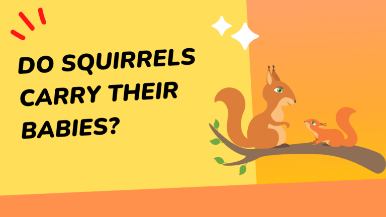 do dogs eat squirrels