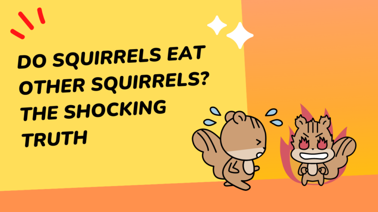 what do you feed a baby squirel