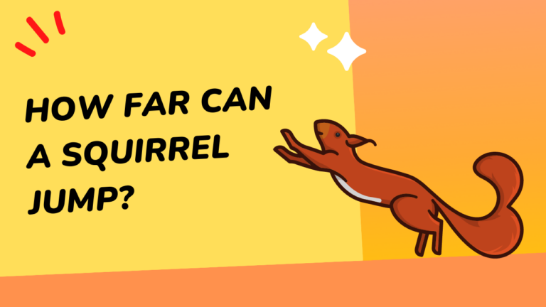 How Far Can a Squirrel Jump?