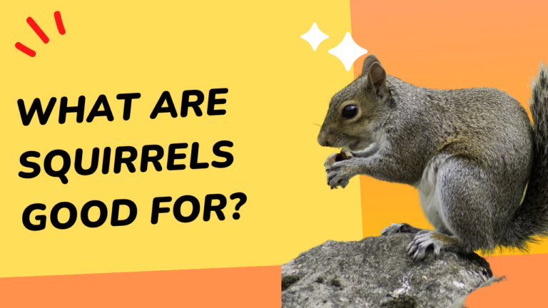 What Are Squirrels Good For?